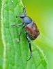 Hoplia philanthus